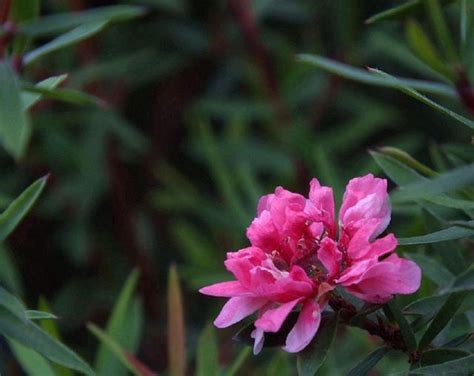 松紅梅 種植|【松紅梅 種植】驚艷花海！松紅梅種植秘訣大公開，讓你家盆栽。